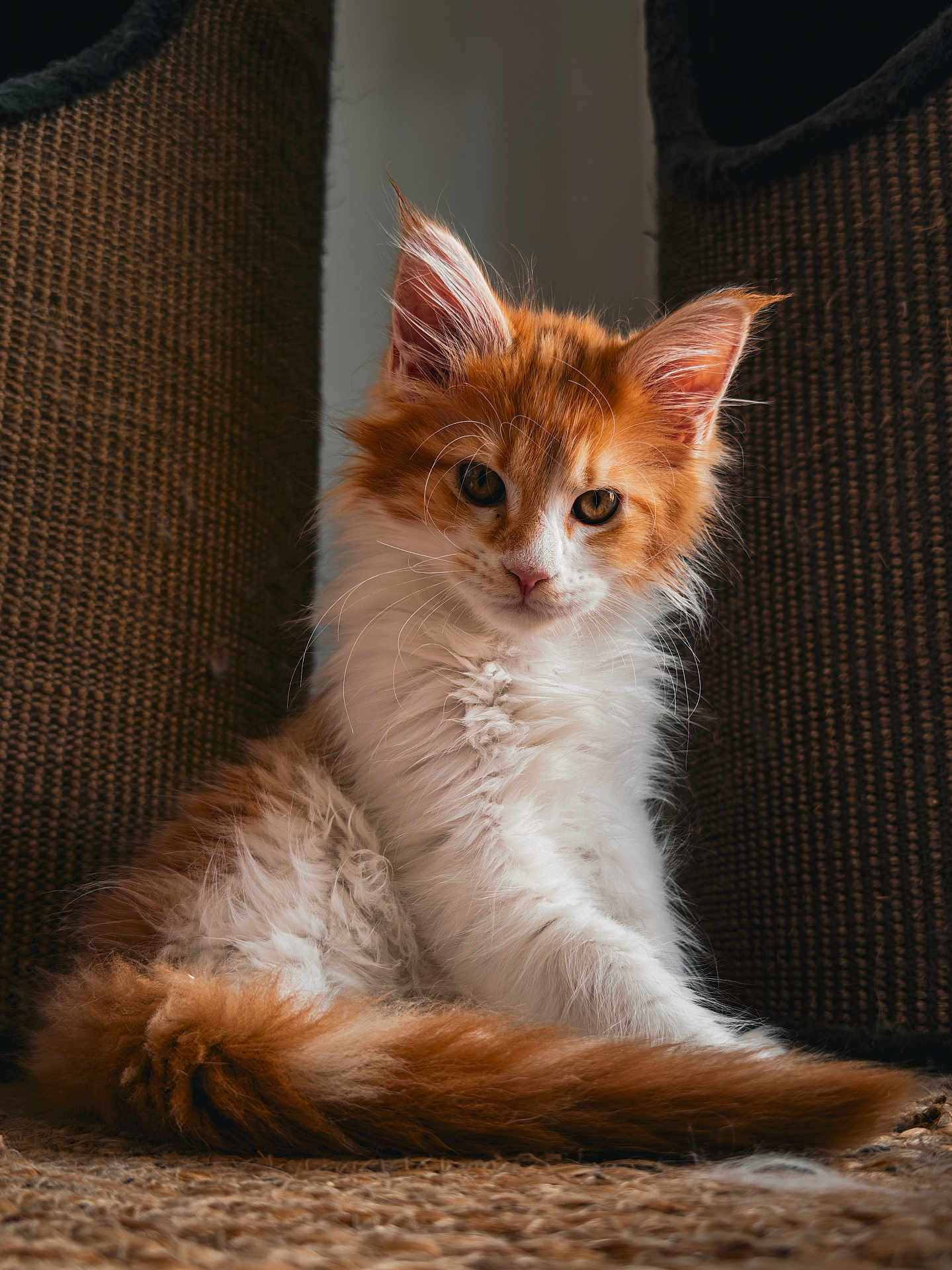 Aslan