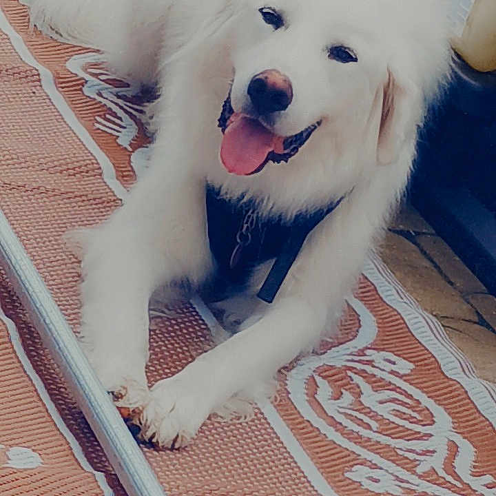 Winston is registered to the contest to win money with this photo: animal, canine, cockerspaniel, dog, eskimodog, pet, puppy, whitedog