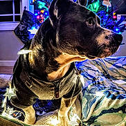 Piglet is registered to the contest to win money with this photo: dog, sweater, fairy_lights, star_lights, blanket, christmas_tree, holiday_decor, stockings, window, wood_floor, pet, indoor, festive, decorations, cozy, animal, paw, warm_lighting, celebration, winter