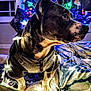 dog, sweater, fairy_lights, star_lights, blanket, christmas_tree, holiday_decor, stockings, window, wood_floor, pet, indoor, festive, decorations, cozy, animal, paw, warm_lighting, celebration, winter