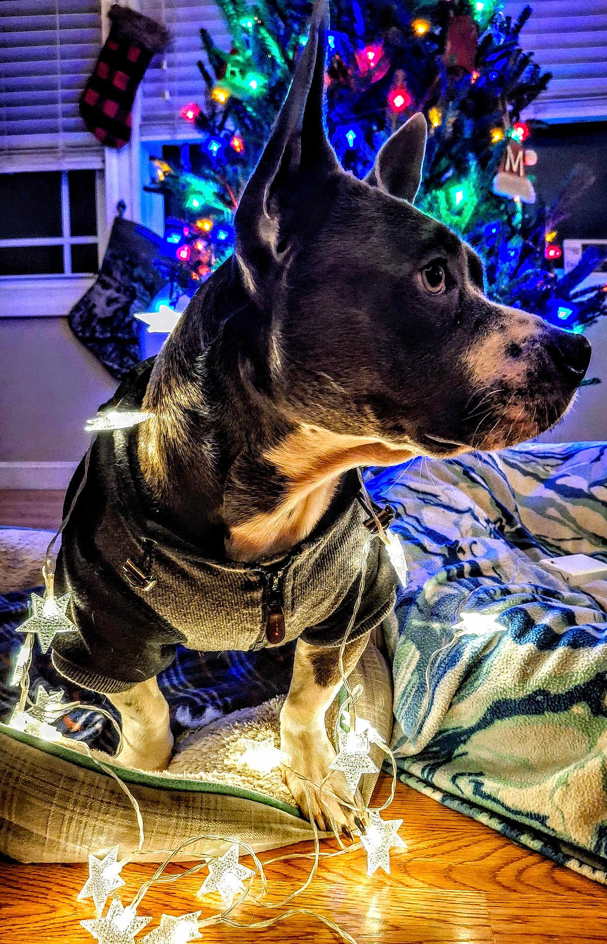 Piglet is registered to the contest to win money with this photo: dog, sweater, fairy_lights, star_lights, blanket, christmas_tree, holiday_decor, stockings, window, wood_floor, pet, indoor, festive, decorations, cozy, animal, paw, warm_lighting, celebration, winter