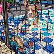 Piglet is registered to the contest to win money with this photo: animal, blanket, collar, dog, fence, grass, leash, nature, outdoor, patio, pet, play, resting, rock, rope_toy, shadow, stick, summer, sunlight, toy