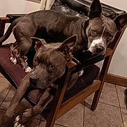 Thia is registered to the contest to win money with this photo: animal, chair, companion, curious, cute, dog, domestic_animal, ears_up, floor, furniture, gray_dog, home, indoor, looking, pet, resting, tile_floor, two_dogs, white_markings, wooden_chair