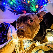 Thia is registered to the contest to win money with this photo: dog, blanket, string_lights, star_shaped_lights, christmas_tree, holiday, festive, indoor, wooden_floor, pet_bed, decorations, warm_lighting, brown_dog, black_clothing, close_up, relaxed, cozy, animal, christmas_lights, home