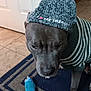 dog, hat, sweater, indoor, pet, toy, blue, floor, rug, striped, knitted, pom_pom, canine, close_up, portrait, tile_floor, door, brown, grey, animal