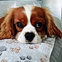 dog, puppy, cavalier_king_charles_spaniel, close_up, face, ears, blanket, paw_prints, resting, sofa, cute, fur, indoors, pet, animal, nose, eyes, cozy, comfort, relaxed