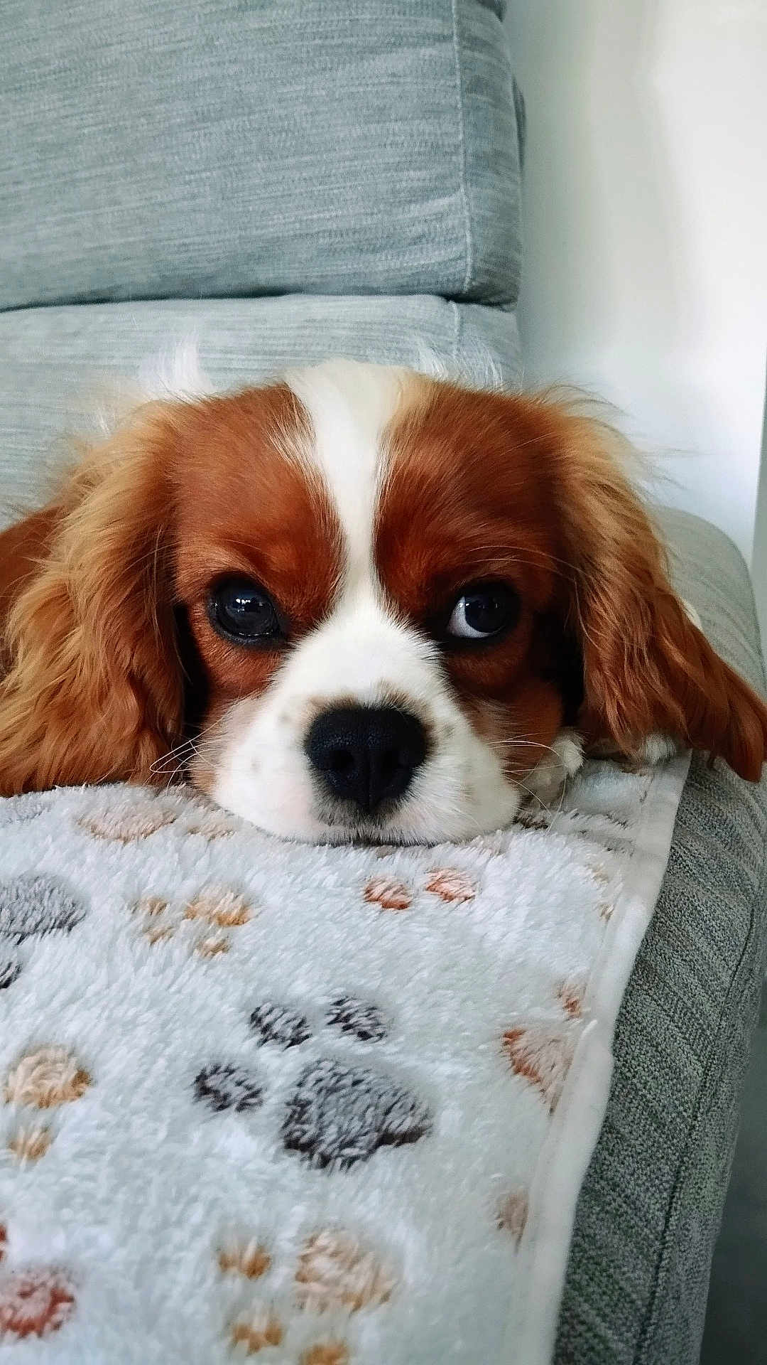 Marley