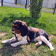 Angie a rejoint le concours — aidez-le/la à gagner de superbes lots ! animal, backyard, canine, daytime, dog, fence, flower, garden, grass, greenery, house, nature, outdoor, pet, playful, relaxed, summer, sunlight, tricolor, yellow_flower