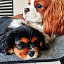 Angie a rejoint le concours — aidez-le/la à gagner de superbes lots ! animal, black, blanket, brown, cavalier_king_charles_spaniel, companion, cute, dog, ears, face, fur, indoors, laying_down, nose, pet, puppy, resting, striped_pattern, tan, white