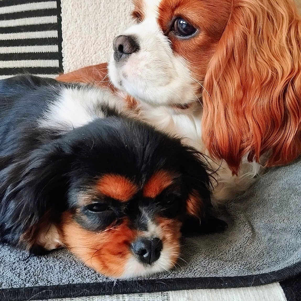 Angie a rejoint le concours — aidez-le/la à gagner de superbes lots ! animal, black, blanket, brown, cavalier_king_charles_spaniel, companion, cute, dog, ears, face, fur, indoors, laying_down, nose, pet, puppy, resting, striped_pattern, tan, white