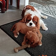 Rocky participe au concours pour gagner de l'argent avec cette photo : animal, brown, chew_toy, cozy, cute, dog, floor, furniture, indoor, patterned_floor, pet, playful, plush_toy, puppy, relaxed, resting, rug, toy, white, wooden_shelf