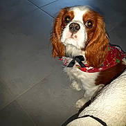 Chipie participe au concours pour gagner de l'argent avec cette photo : dog, cavalier_king_charles_spaniel, pet, indoor, floor, tile, bandana, bow, brown, white, cute, looking_up, animal, companion, fur, ears, whiskers, nostrils, face, sitting