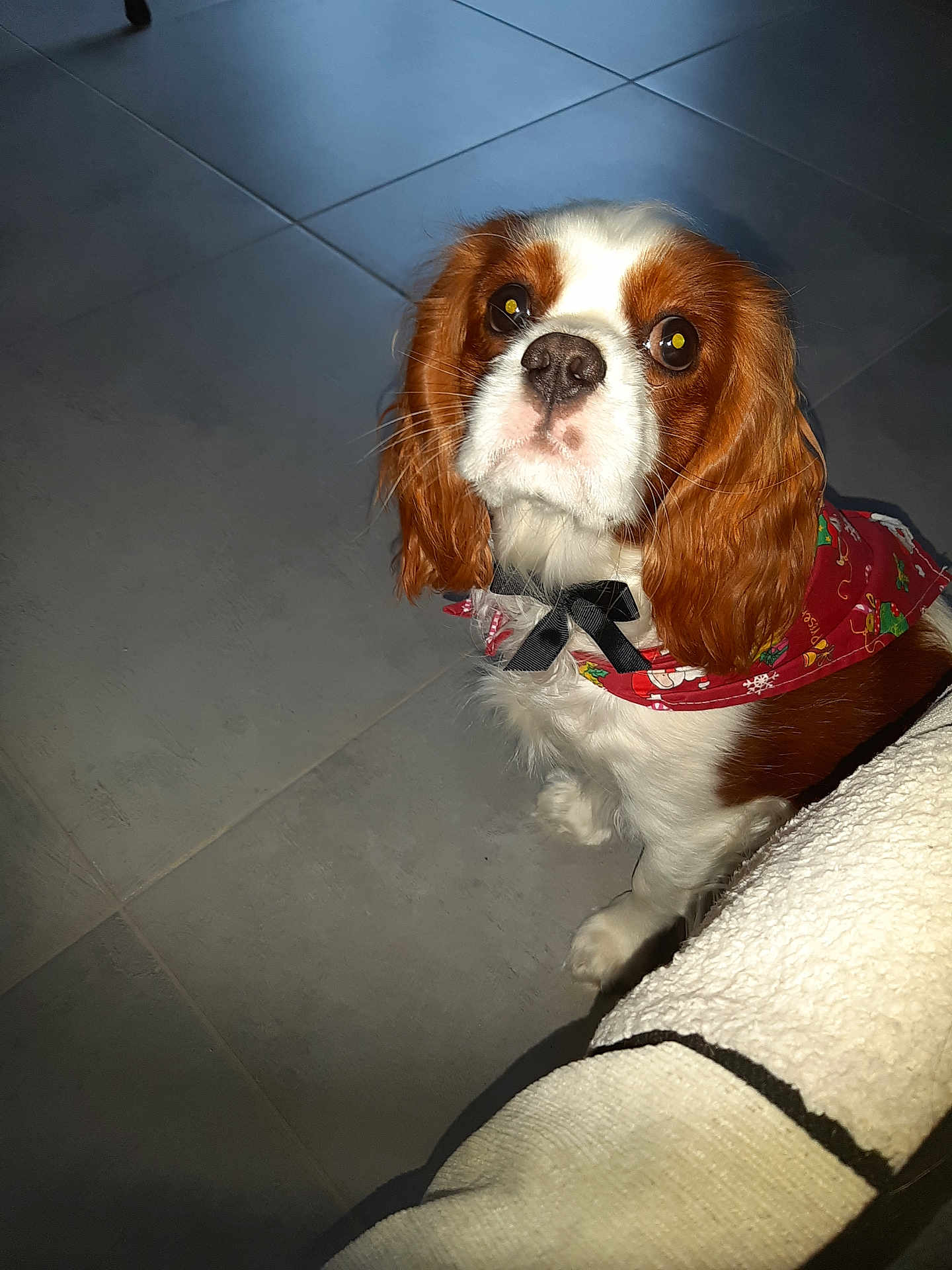 Chipie participe au concours pour gagner de l'argent avec cette photo : dog, cavalier_king_charles_spaniel, pet, indoor, floor, tile, bandana, bow, brown, white, cute, looking_up, animal, companion, fur, ears, whiskers, nostrils, face, sitting