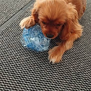 Elisabeth Credazzi participe au concours pour gagner de l'argent avec cette photo : puppy, dog, plastic_bottle, rug, indoor, brown_fur, pet, animal, cute, playful, floor, texture, small_dog, canine, young_dog, domestic_animal, furry, laying_down, toy, household