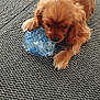 animal, brown_fur, canine, cute, dog, domestic_animal, floor, furry, household, indoor, laying_down, pet, plastic_bottle, playful, puppy, rug, small_dog, texture, toy, young_dog