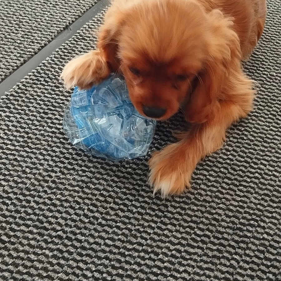Elisabeth Credazzi participe au concours pour gagner de l'argent avec cette photo : animal, brown_fur, canine, cute, dog, domestic_animal, floor, furry, household, indoor, laying_down, pet, plastic_bottle, playful, puppy, rug, small_dog, texture, toy, young_dog