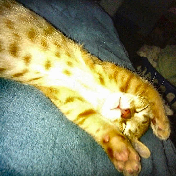 Lio joined the competition — help win amazing prizes! abyssinian, animal, bed, bedroom, blanket, cat, couch, cushion, egyptiancat, furniture, homedecor, indoors, kitten, manx, person, pet, room, siamese, sleeping