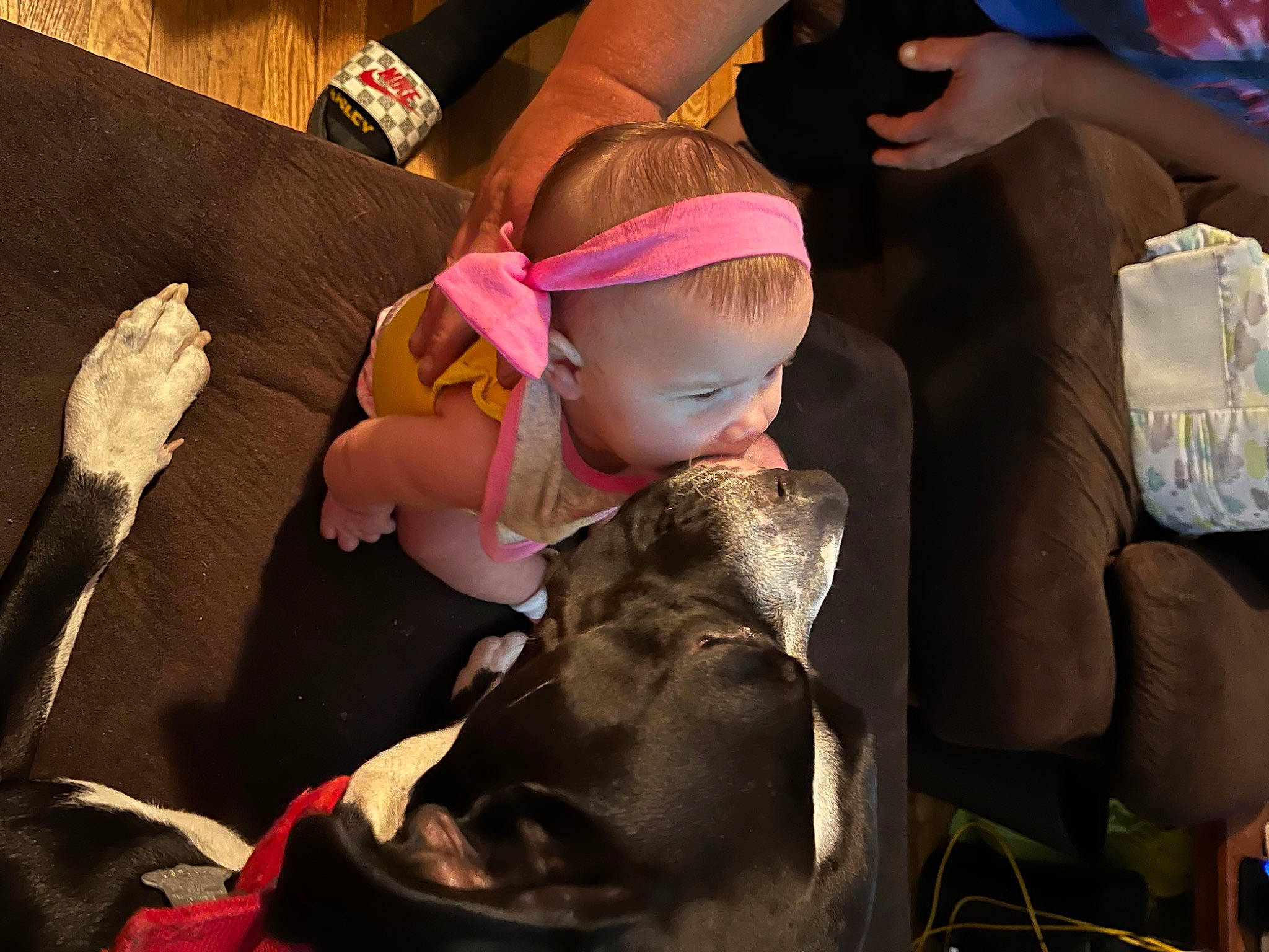 Journee is registered to the contest to win money with this photo: baby, baby_products, bag, carnivore, child, comfort, companion_dog, dog_breed, event, eyewear, fashion_accessory, fun, fur, happy, leisure, luggage_and_bags, person, personal_protective_equipment, sitting, sporting_group