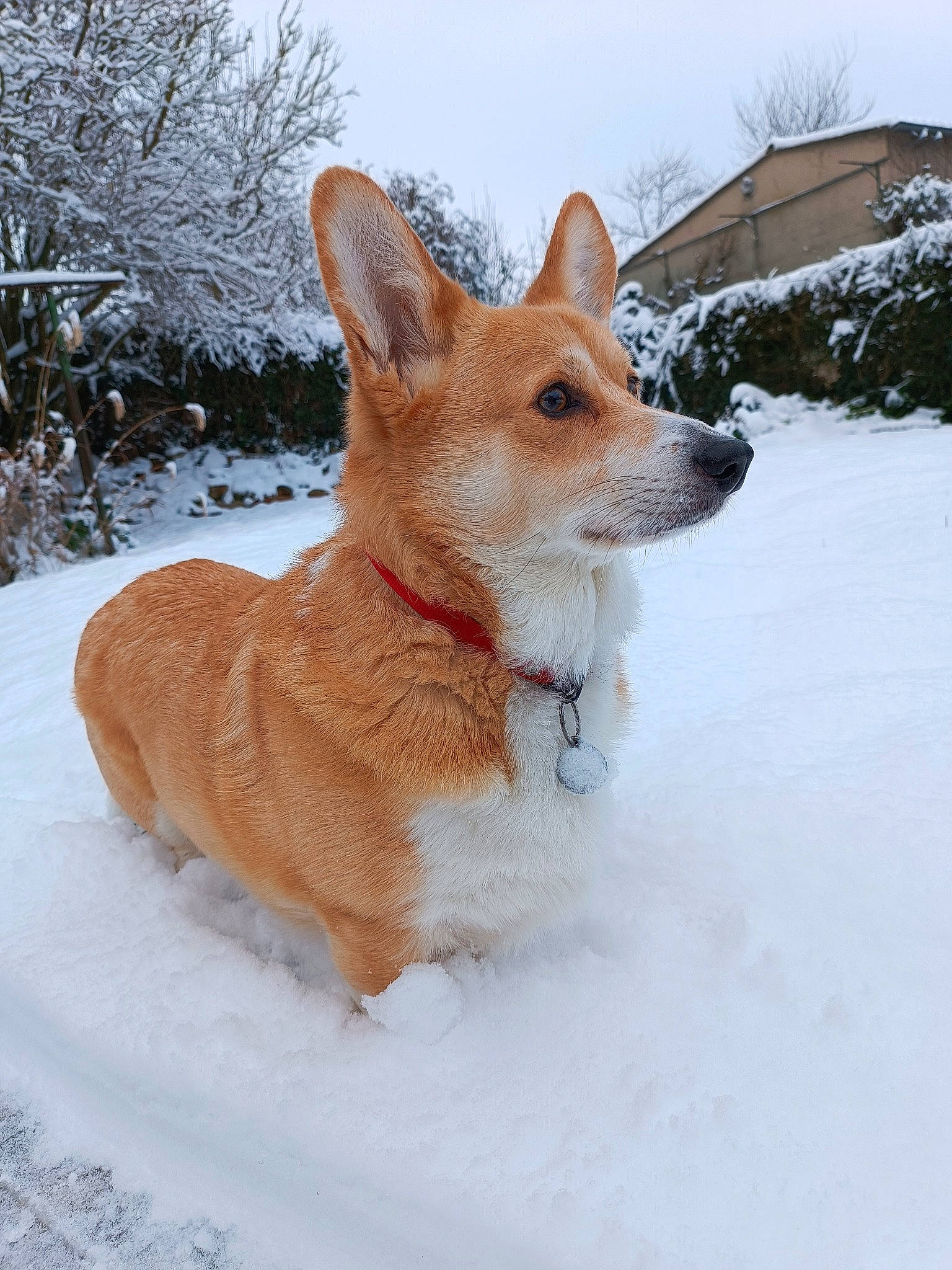 Obzhy a rejoint le concours — aidez-le/la à gagner de superbes lots ! canidae, carnivore, companion_dog, dog, dog_breed, fawn, freezing, fur, plant, sky, snout, snow, sporting_group, tail, terrestrial_animal, tree, whiskers, winter