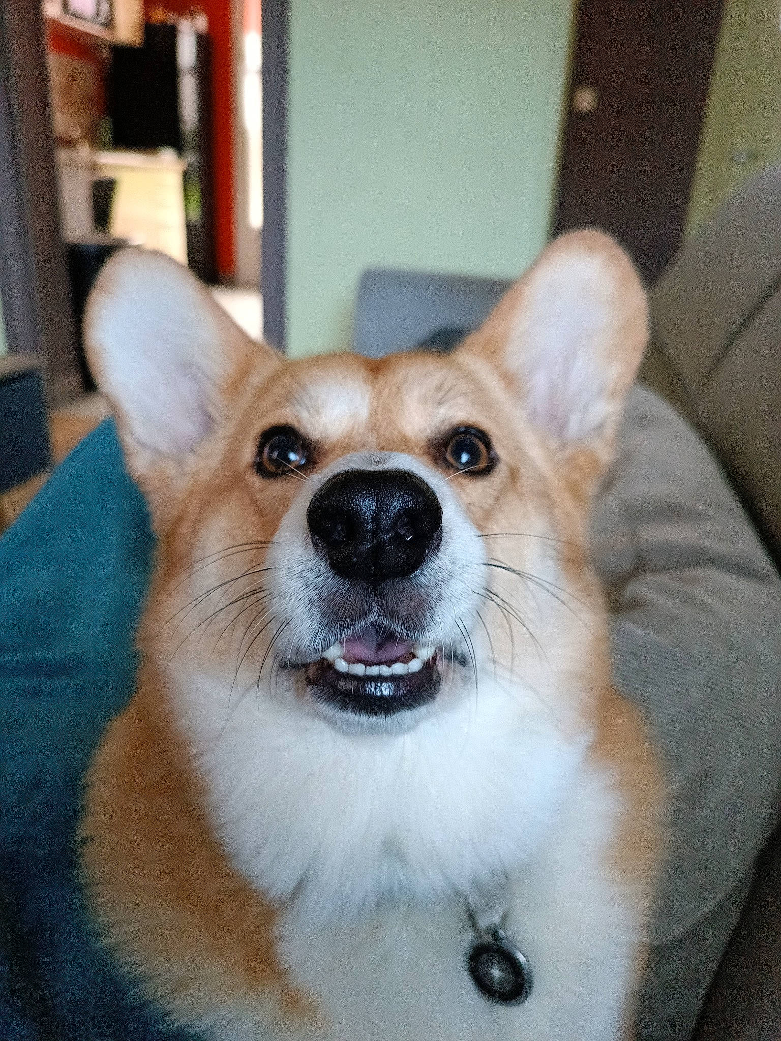 Obzhy a rejoint le concours — aidez-le/la à gagner de superbes lots ! canidae, carnivore, clock, collar, companion_dog, corgi_chihuahua, dog, dog_breed, dog_collar, dog_supply, fawn, fur, head, pomeranian, snout, sporting_group, terrestrial_animal, toy_dog, whiskers, working_dog