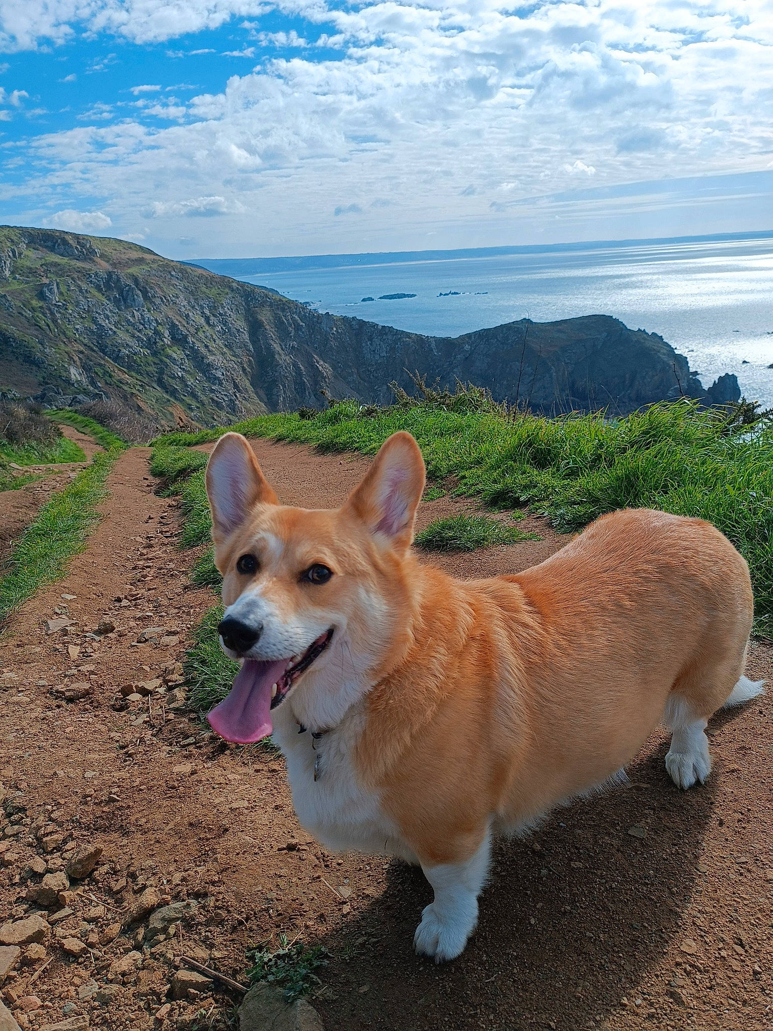Obzhy participe au concours pour gagner de l'argent avec cette photo : adventure, canidae, carnivore, cloud, collar, companion_dog, dog, dog_breed, fawn, grass, herding_dog, landscape, mountain, mountain_range, plant, sky, sporting_group, tail, water, working_animal