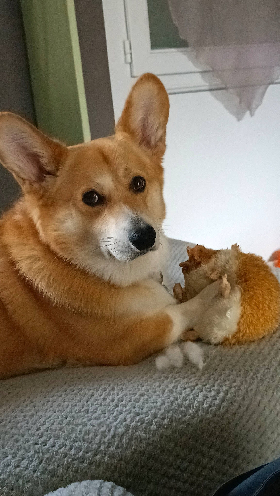 Obzhy participe au concours pour gagner de l'argent avec cette photo : ancient_dog_breeds, canidae, carnivore, companion_dog, dog, dog_breed, dog_supply, fawn, fur, non_sporting_group, puppy, snout, sporting_group, tail, terrestrial_animal, welsh_corgi, whiskers, wood, working_animal, working_dog