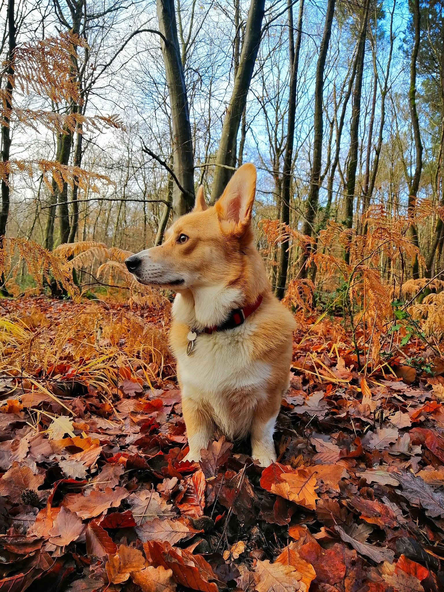 Obzhy participe au concours pour gagner de l'argent avec cette photo : autumn, biome, carnivore, companion_dog, deciduous, dog, dog_breed, fawn, forest, natural_landscape, plant, sky, sporting_group, tail, temperate_broadleaf_and_mixed_forest, tree, trunk, twig, wood, woodland