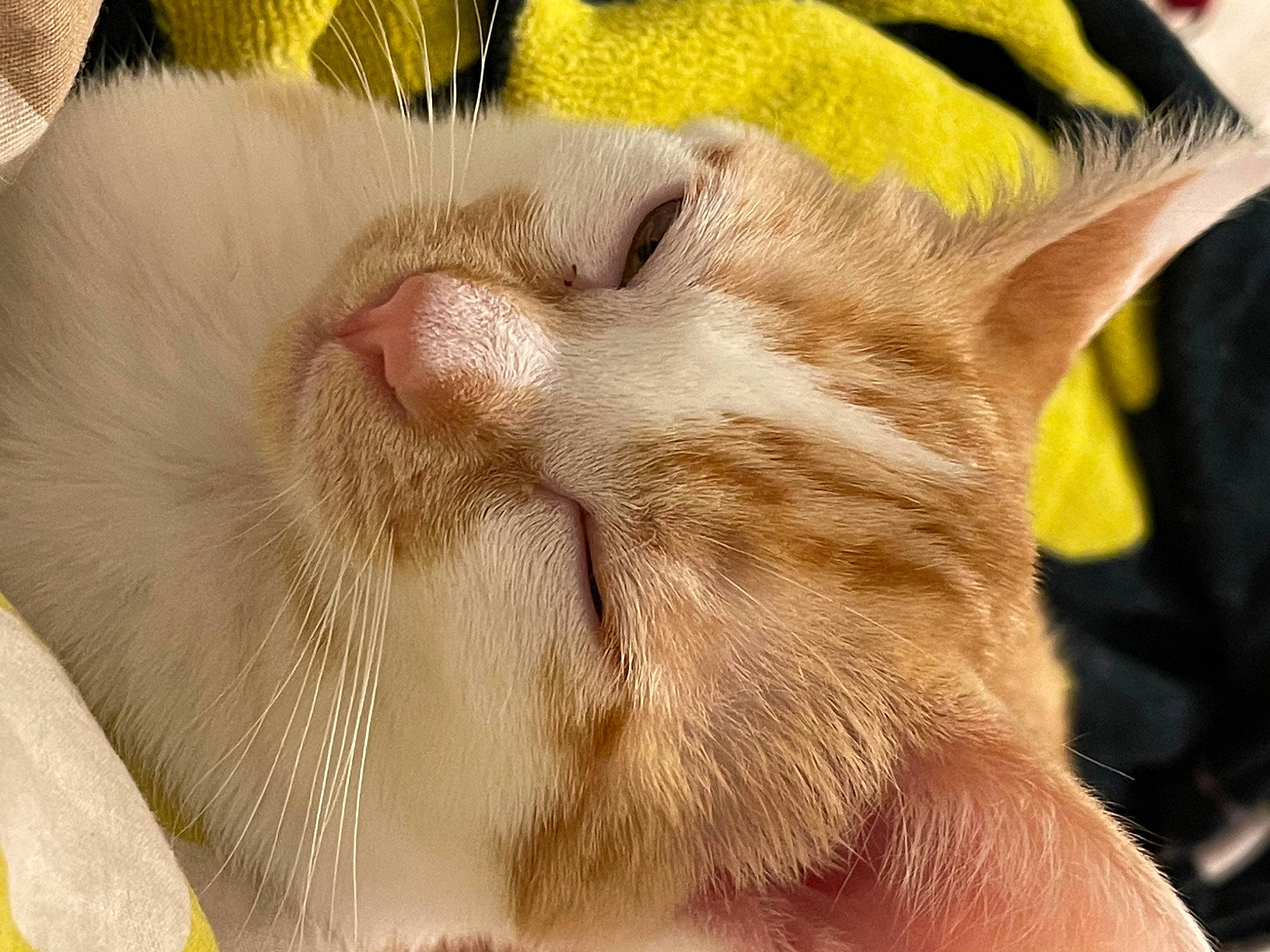 Athena a rejoint le concours — aidez-le/la à gagner de superbes lots ! carnivore, cat, claw, comfort, domestic_short_haired_cat, ear, fawn, felidae, fur, nap, paw, sleep, small_to_medium_sized_cats, snout, tail, whiskers