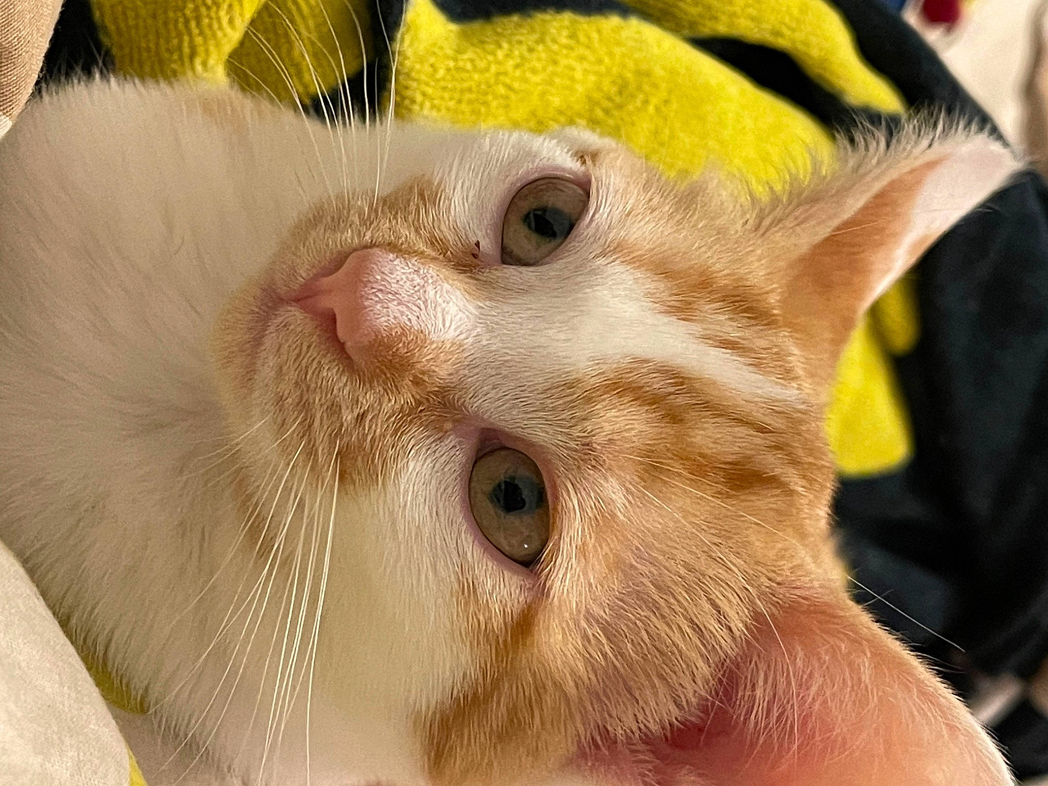 Athena participe au concours pour gagner de l'argent avec cette photo : carnivore, cat, claw, close_up, domestic_short_haired_cat, ear, eyelash, fawn, felidae, fur, paw, small_to_medium_sized_cats, snout, terrestrial_animal, whiskers