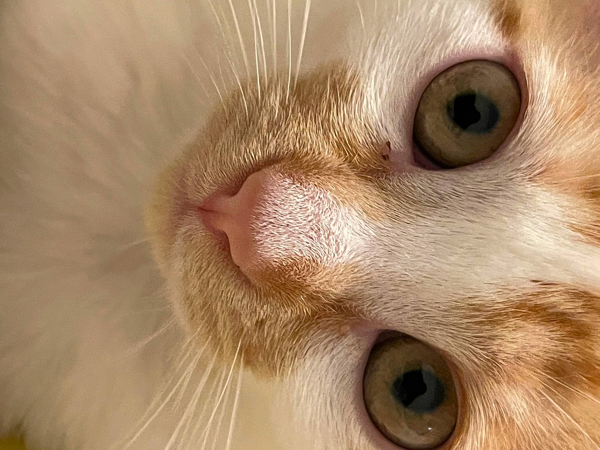 Athena a rejoint le concours — aidez-le/la à gagner de superbes lots ! carnivore, cat, close_up, domestic_short_haired_cat, ear, eyelash, fawn, felidae, fur, iris, mammal, no_expression, nose, paw, small_to_medium_sized_cats, snout, tail, terrestrial_animal, vertebrate, whiskers