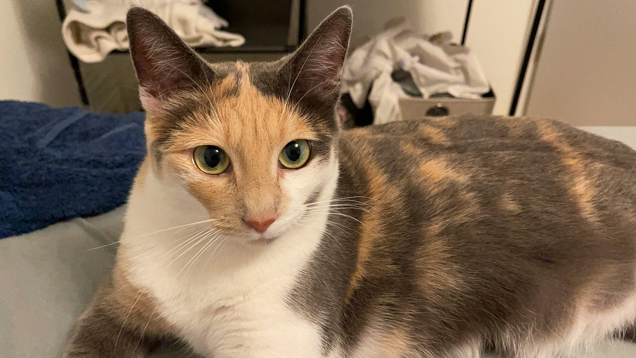 Bella Ciao a rejoint le concours — aidez-le/la à gagner de superbes lots ! carnivore, cat, domestic_short_haired_cat, felidae, fur, pet_supply, small_to_medium_sized_cats, snout, tail, terrestrial_animal, tree, whiskers, window