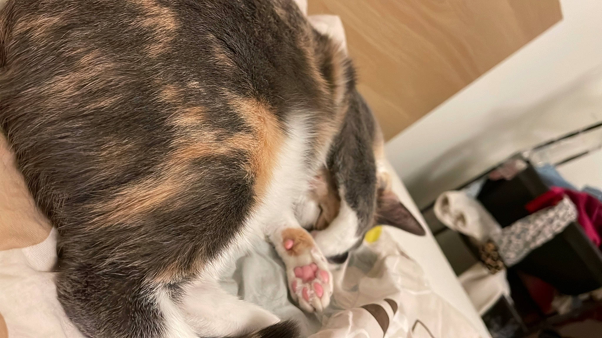 Bella Ciao participe au concours pour gagner de l'argent avec cette photo : carnivore, cat, claw, comfort, dog_breed, domestic_short_haired_cat, ear, felidae, foot, fur, nap, paw, sleep, small_to_medium_sized_cats, snout, sporting_group, tail, terrestrial_animal, whiskers