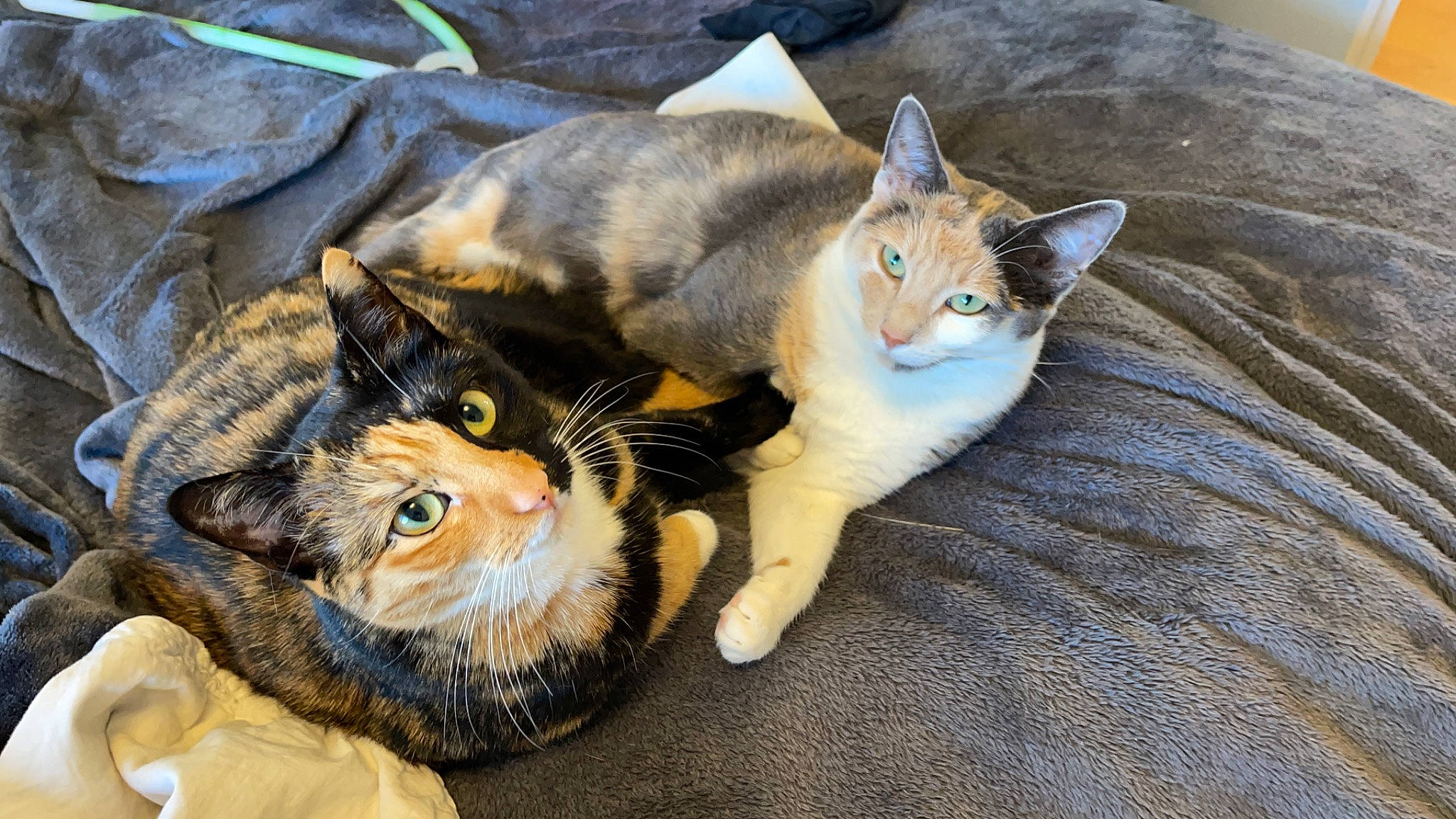 Syra a rejoint le concours — aidez-le/la à gagner de superbes lots ! carnivore, cat, claw, comfort, domestic_short_haired_cat, eye, fawn, felidae, fur, grass, hat, paw, plant, sitting, small_to_medium_sized_cats, snout, tail, tree, whiskers, wildlife