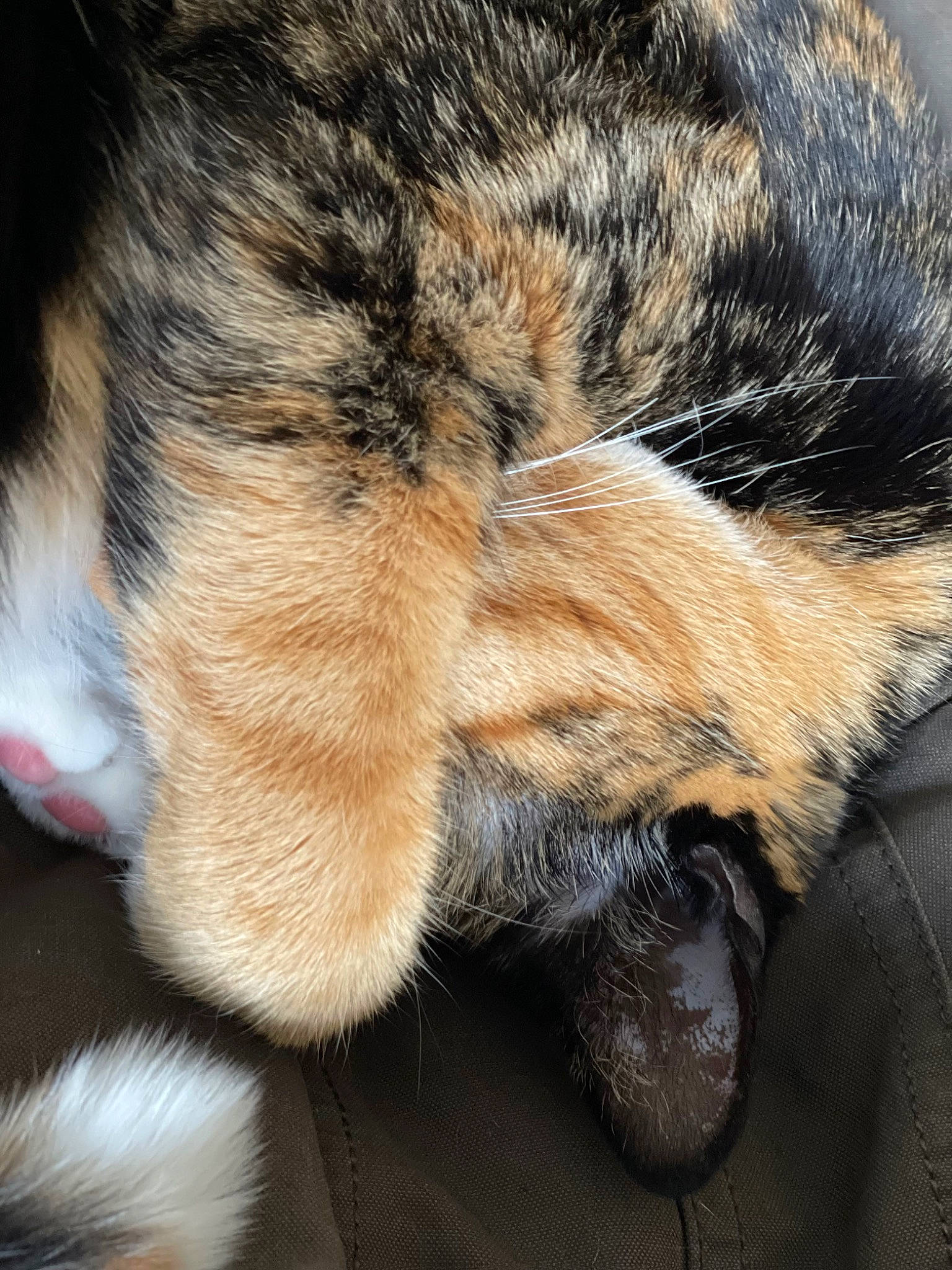 Syra a rejoint le concours — aidez-le/la à gagner de superbes lots ! carnivore, cat, claw, comfort, domestic_short_haired_cat, ear, eye, fawn, felidae, fur, mammal, natural_material, paw, small_to_medium_sized_cats, snout, tail, terrestrial_animal, vertebrate, whiskers, wildlife