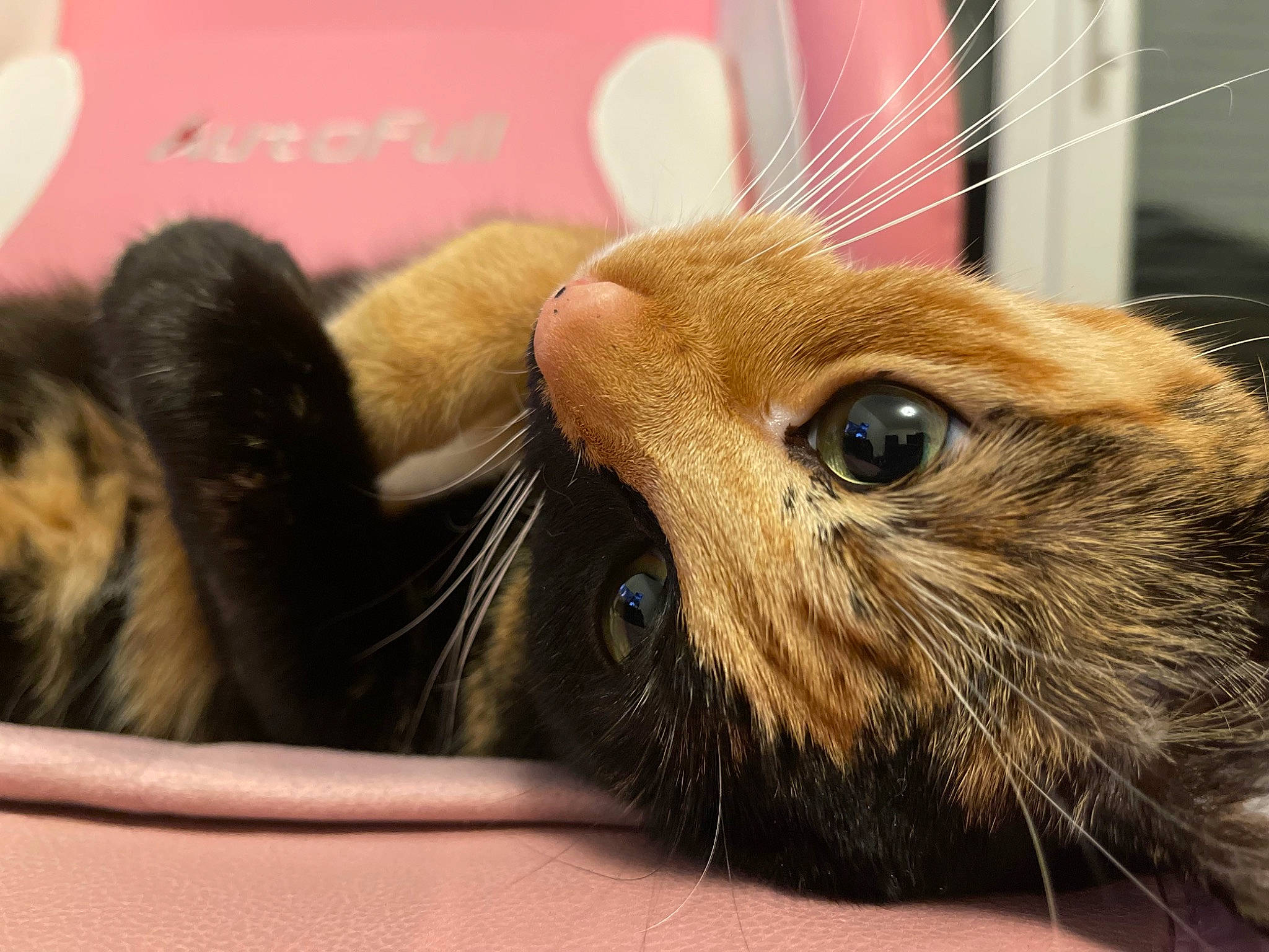 Syra a rejoint le concours — aidez-le/la à gagner de superbes lots ! brown, carnivore, cat, claw, comfort, domestic_short_haired_cat, ear, fawn, felidae, fur, liver, paw, small_to_medium_sized_cats, snout, terrestrial_animal, whiskers, wildlife