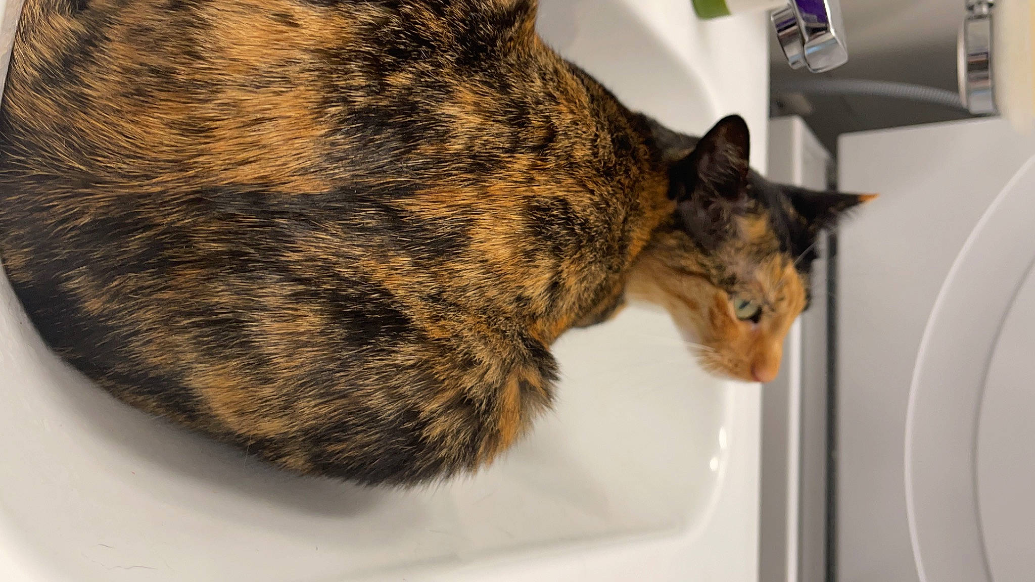 Syra a rejoint le concours — aidez-le/la à gagner de superbes lots ! carnivore, cat, domestic_short_haired_cat, ear, eye, felidae, fur, kitchen_appliance, paper_towel, plumbing_fixture, room, sink, small_to_medium_sized_cats, snout, tail, terrestrial_animal, toilet_paper, whiskers