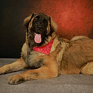 Bandit participe au concours pour gagner de l'argent avec cette photo : dog, large_dog, fluffy, longhaired, golden_brown, black_face, lying_down, relaxed, happy, panting, tongue_out, bandana, red_bandana, pet, canine, portrait, studio, indoor, dramatic_background, floor