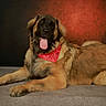 bandana, black_face, canine, dog, dramatic_background, floor, fluffy, golden_brown, happy, indoor, large_dog, longhaired, lying_down, panting, pet, portrait, red_bandana, relaxed, studio, tongue_out