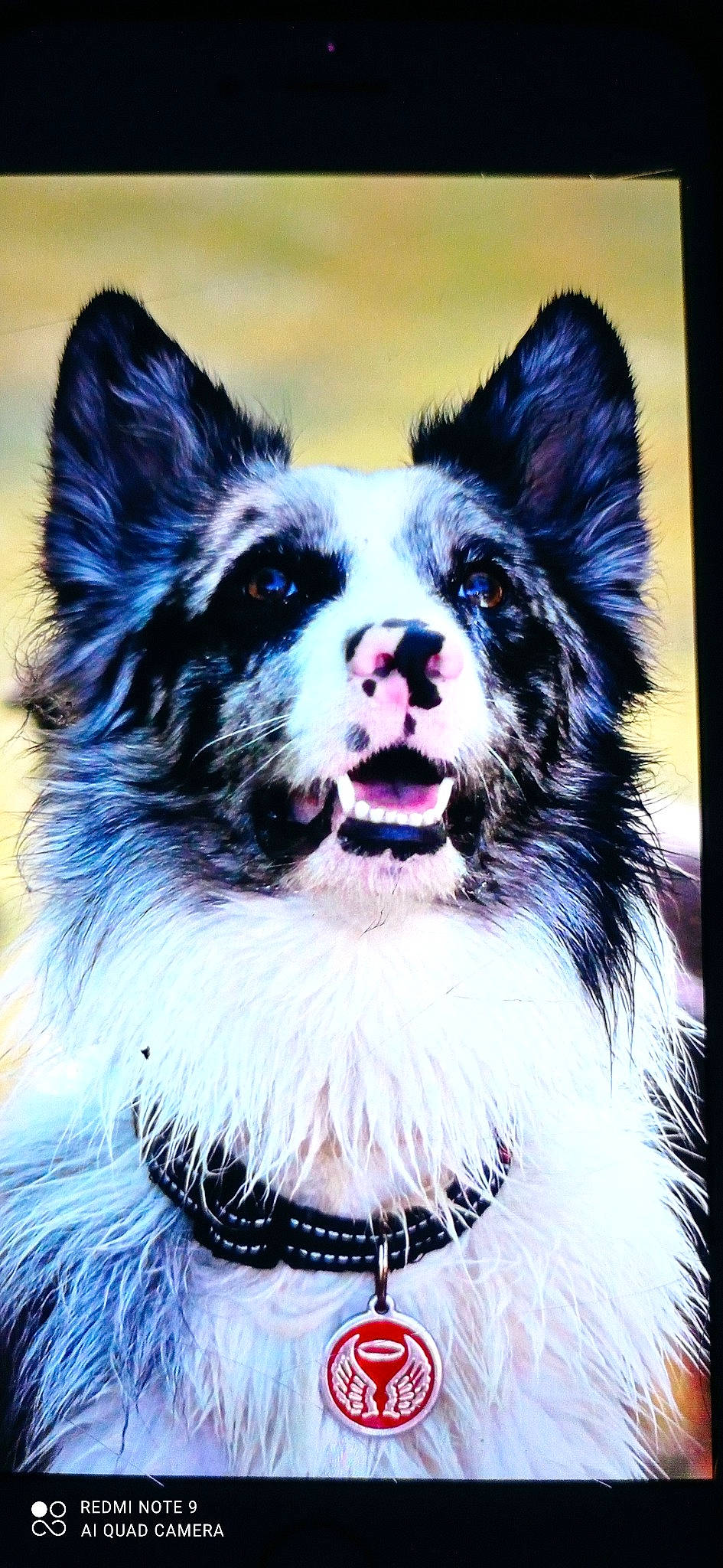 Neven a rejoint le concours — aidez-le/la à gagner de superbes lots ! canidae, carnivore, collar, companion_dog, dog, dog_breed, fur, non_sporting_group, snout, tongue, vertebrate, whiskers, working_animal, working_dog