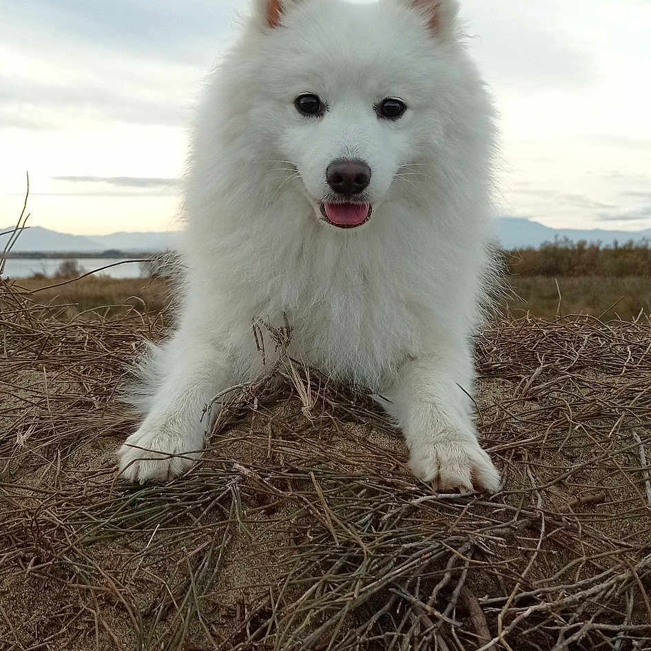 Shiro