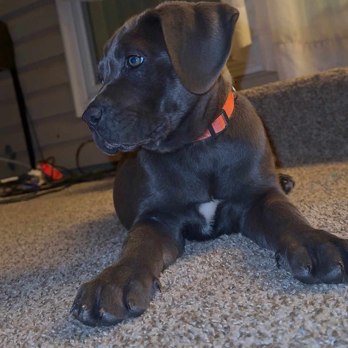 Athena joined the competition — help win amazing prizes! animal, black_dog, canine, carpet, collar, curious, cute, dog, domestic_animal, fur, home, indoor, looking_away, paw, pet, portrait, puppy, resting, side_view, young_dog