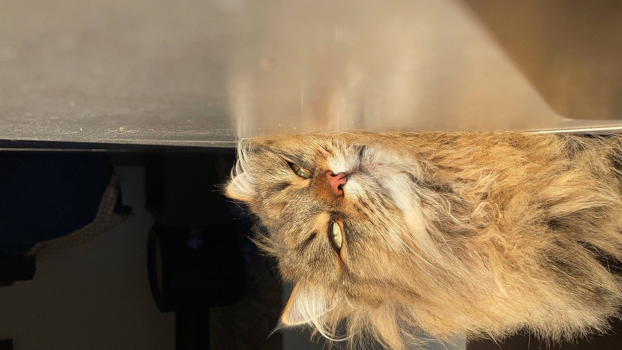 Nikki a rejoint le concours — aidez-le/la à gagner de superbes lots ! beige, blond, carnivore, cat, domestic_long_haired_cat, fawn, felidae, fur, liver, persian, small_to_medium_sized_cats, snout, terrestrial_animal, whiskers