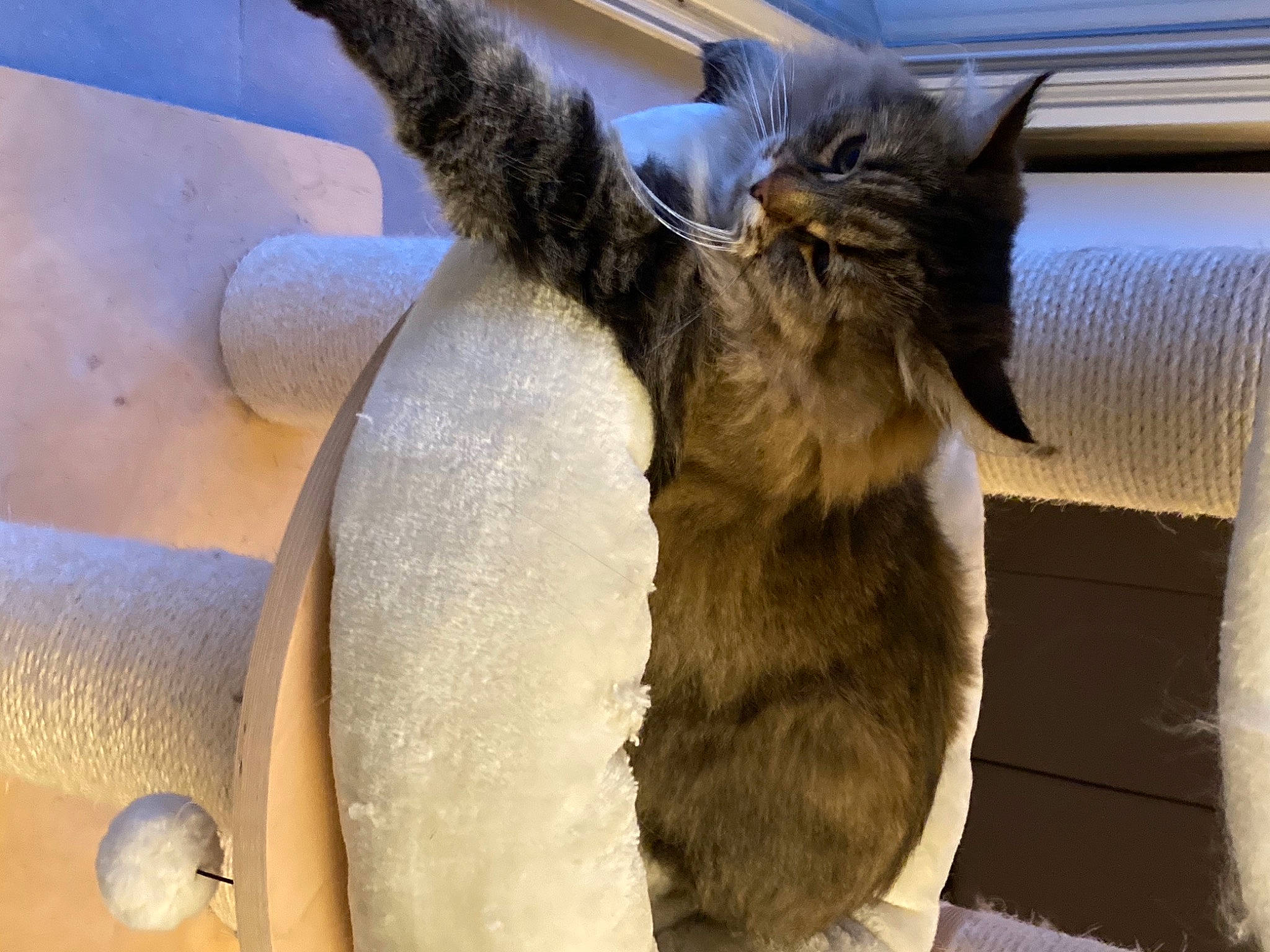 Nikki a rejoint le concours — aidez-le/la à gagner de superbes lots ! blue, carnivore, domestic_rabbit, eye, felidae, green, mammal, natural_environment, nature, organism, photograph, rabbits_and_hares, small_to_medium_sized_cats, snout, tail, textile, vertebrate, whiskers, white, yellow