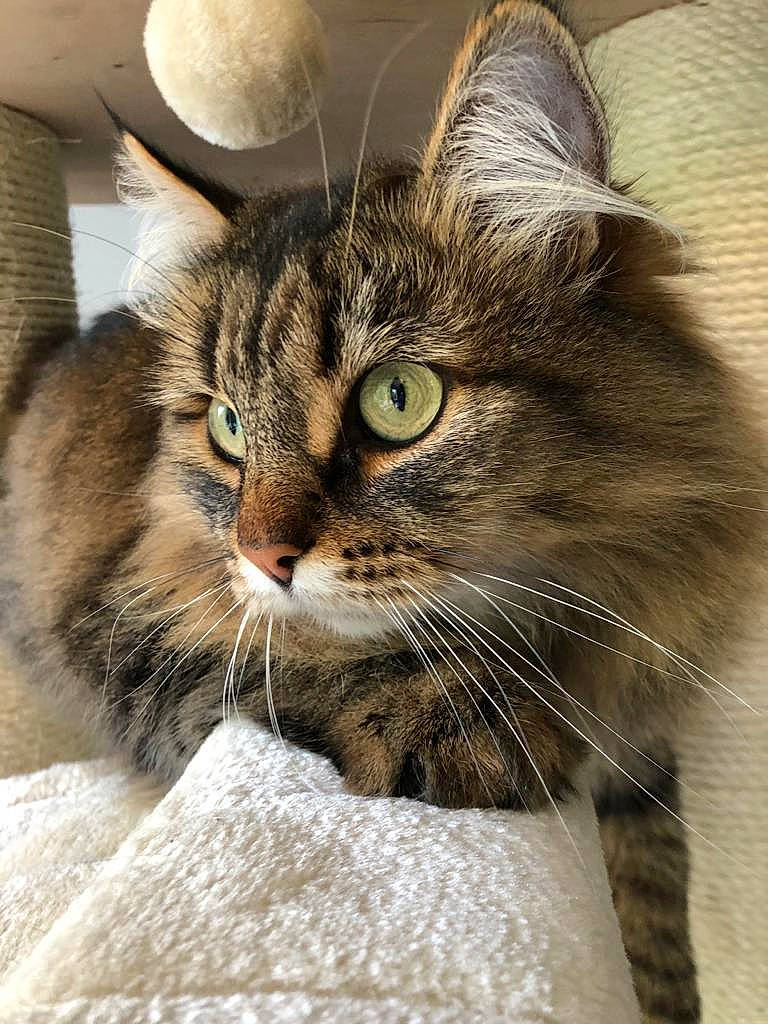 Nikki participe au concours pour gagner de l'argent avec cette photo : beige, carnivore, cat, domestic_short_haired_cat, fawn, felidae, fur, pet_supply, small_to_medium_sized_cats, snout, tabby_cat, vertebrate, whiskers