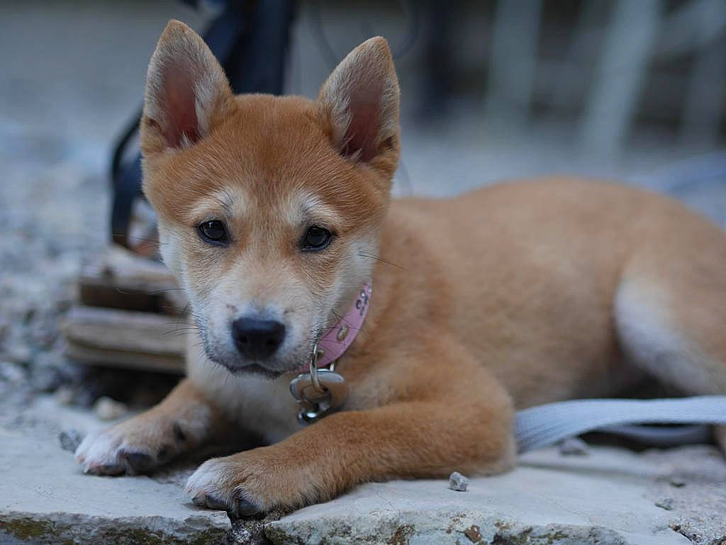 Sakura a rejoint le concours — aidez-le/la à gagner de superbes lots ! akita_inu, beauty, carnivore, dog, dog_breed, facial_expression, grass, green, mammal, natural_environment, nature, organism, photograph, puppy, snout, sporting_group, terrestrial_animal, vertebrate, whiskers, wildlife