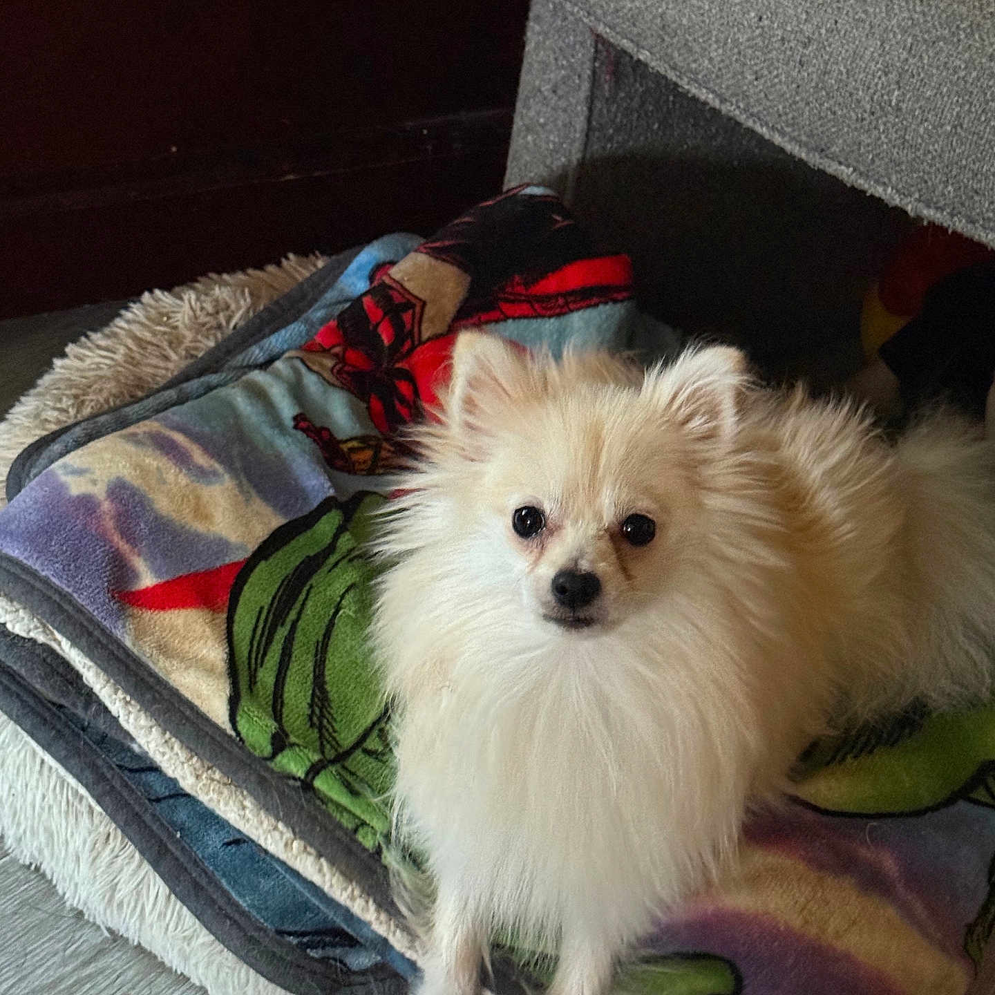 Freddy Freeman joined the competition — help win amazing prizes! animal, blanket, canine, companion, cozy, curious, cute, dog, floor, fluffy, fur, home, indoor, laying, looking, pet, pomeranian, resting, small_dog, white_dog