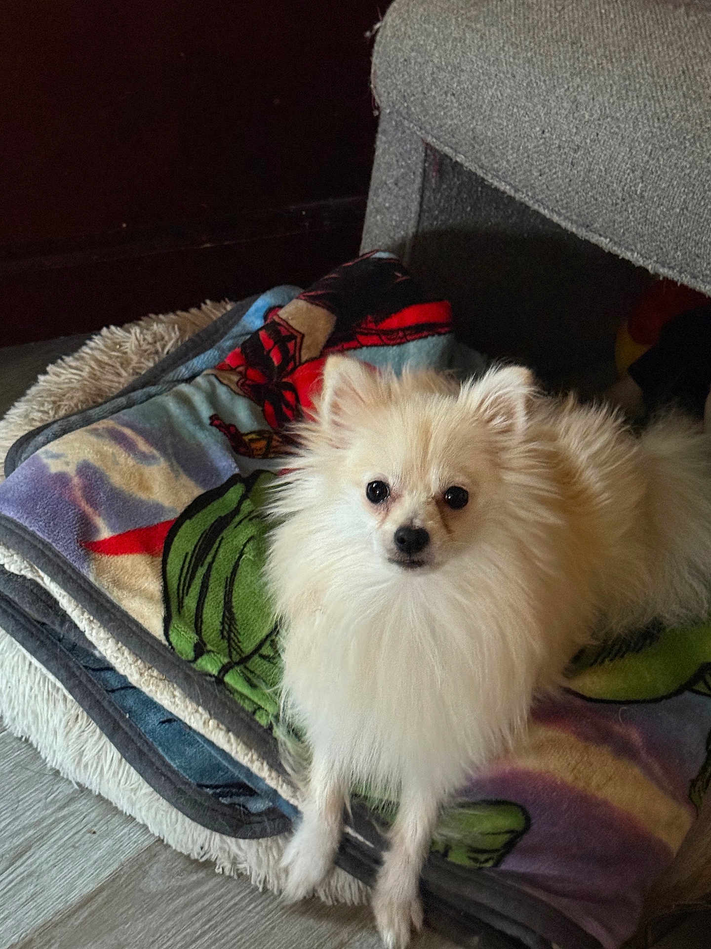 Freddy Freeman joined the competition — help win amazing prizes! animal, blanket, canine, companion, cozy, curious, cute, dog, floor, fluffy, fur, home, indoor, laying, looking, pet, pomeranian, resting, small_dog, white_dog
