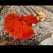 Tiny Mccormick is registered to the contest to win money with this photo: accessory, animal_clothing, bed, blanket, chihuahua, comfort, cozy, cute, dog, fashion, fur, indoor, orange_dress, pet, relaxed, resting, small_dog, soft_texture, tutu, warm