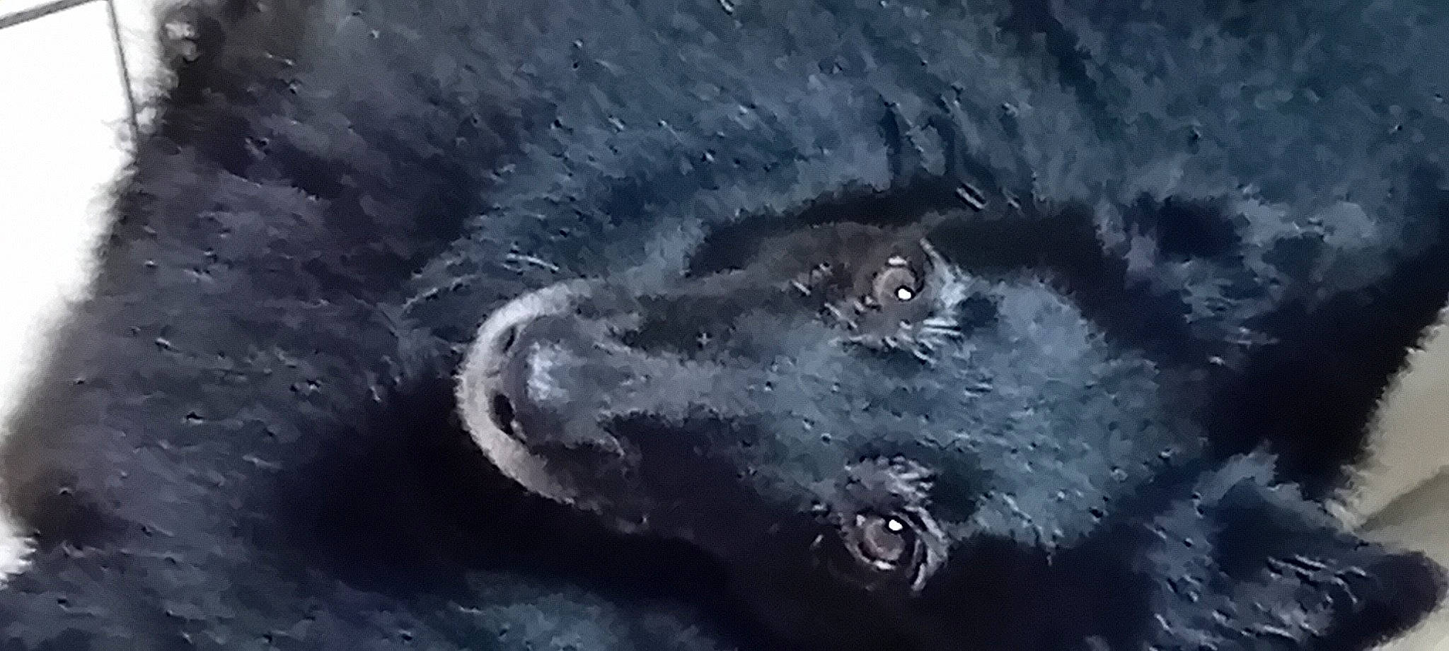 Lyna a rejoint le concours — aidez-le/la à gagner de superbes lots ! art, astronomical_object, circle, darkness, drawing, electric_blue, illustration, liquid, marine_mammal, monochrome, monochrome_photography, ocean, outer_space, painting, science, space, terrestrial_animal, water, whiskers, wind_wave