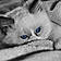 Achille